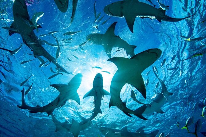 Shark-Dive Tour on Oahu's North Shore - A cage-free format with a clear safety plan