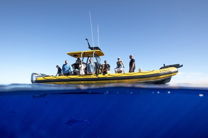 Shark-Dive Tour on Oahu's North Shore - Getting to Haleiwa and preparing well