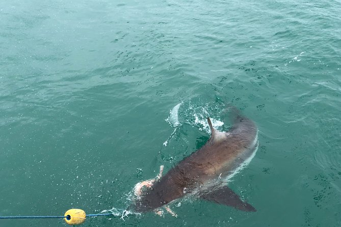Shark Diving - Who will get the most from this outing?