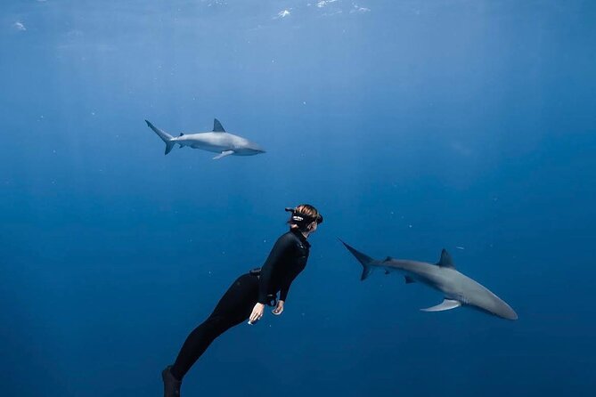 Shark Diving and Snorkeling in Oahu Hawaii - Key points before you book