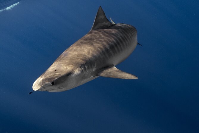 Shark Diving and Snorkeling in Oahu Hawaii - What happens at Haleiwa Road