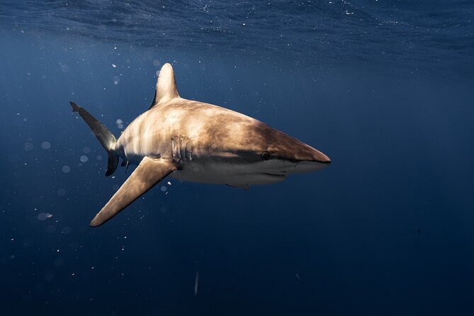Shark Diving and Snorkeling in Oahu Hawaii - About an hour with wild sharks