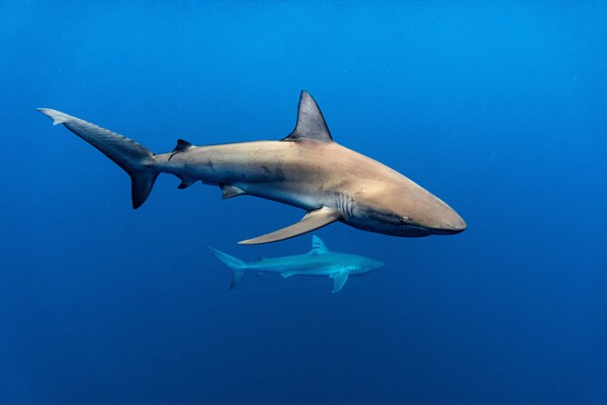 Shark Diving and Snorkeling in Oahu Hawaii - The value of the $165 price