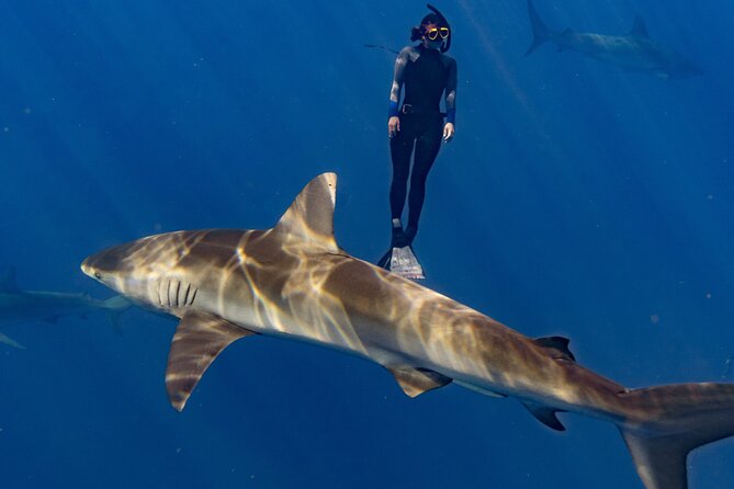 Shark Diving and Snorkeling in Oahu Hawaii - A realistic look at comfort and safety
