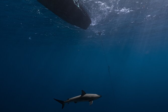 Shark Diving and Snorkeling in Oahu Hawaii - Who will enjoy this most