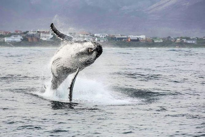 Shark Diving Full Day Guided Return Transfer to Gansbaai from Cape Town - Weather, backup plans, and the luck factor