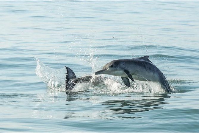 Shark Diving Full Day Guided Return Transfer to Gansbaai from Cape Town - Who will enjoy this day most?