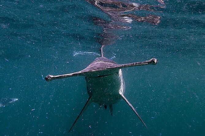 Shark Guided Diving Los Cabos - Meeting the crew at Cabo San Lucas Marina