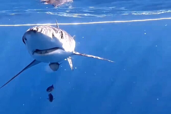 Shark Guided Diving Los Cabos - What the shark encounter may feel like