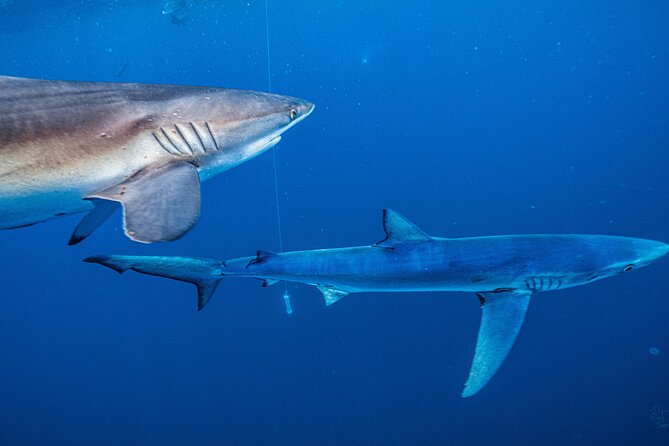 Shark Guided Diving Los Cabos - Why the crew can make or break the day
