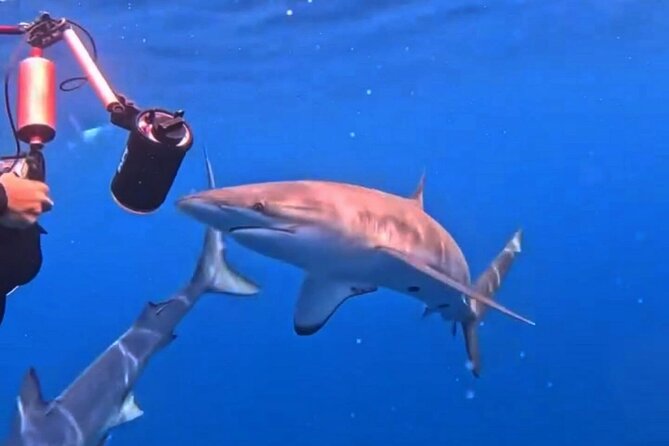 Shark Guided Diving Los Cabos - Is $209.46 a fair price?
