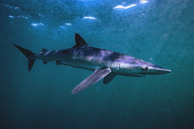 Shark Guided Diving Los Cabos - Who will enjoy this most