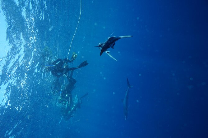 Shark Guided Diving Los Cabos - Booking, weather, and cancellation details
