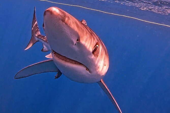 Shark Guided Diving Los Cabos - Practical questions to ask before you go