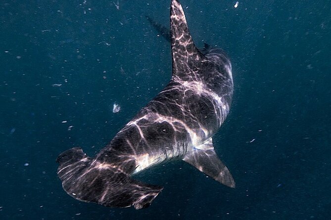 Shark Guided Diving Los Cabos - A five-hour search for sharks near Los Cabos
