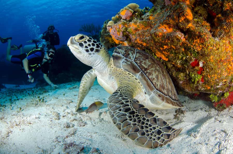 Sharm El-Sheikh: Guided Shore Scuba Diving at 2 Dives - What the four-hour shore outing is really like