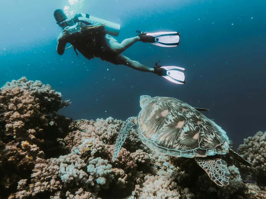 Sharm El-Sheikh: Guided Shore Scuba Diving at 2 Dives - The two underwater sessions and the main concern