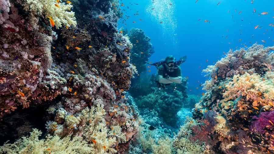 Sharm El-Sheikh: Guided Shore Scuba Diving at 2 Dives - Coral, fish, turtles, and possible larger sightings