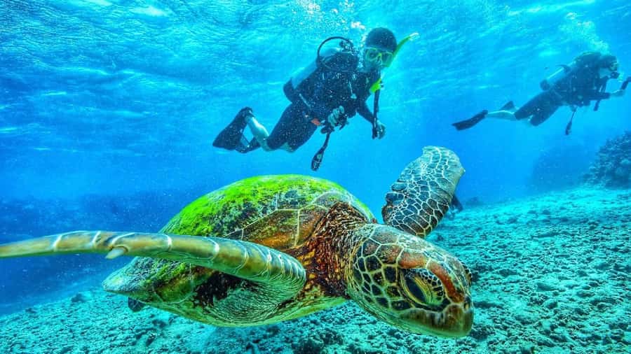 Sharm El-Sheikh: Guided Shore Scuba Diving at 2 Dives - Time to stay at the beach after scuba