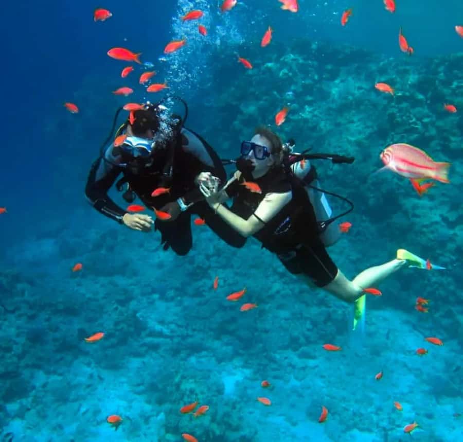Sharm El Sheikh: Ras Mohamed & White Island Dive & Snorkel - Key points to know before booking