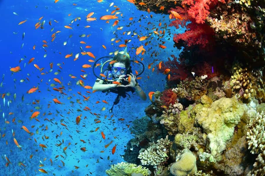 Sharm El Sheikh: Ras Mohamed & White Island Dive & Snorkel - Lunch on the return route