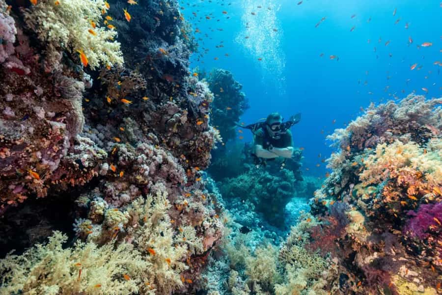 Sharm El Sheikh: Ras Mohamed & White Island Dive & Snorkel - Final call: a very good budget sea day