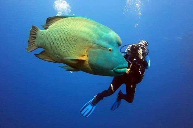 Sharm El Sheikh: Ras Mohamed, White Island, Snorkel and Diving - What makes Ras Mohamed special