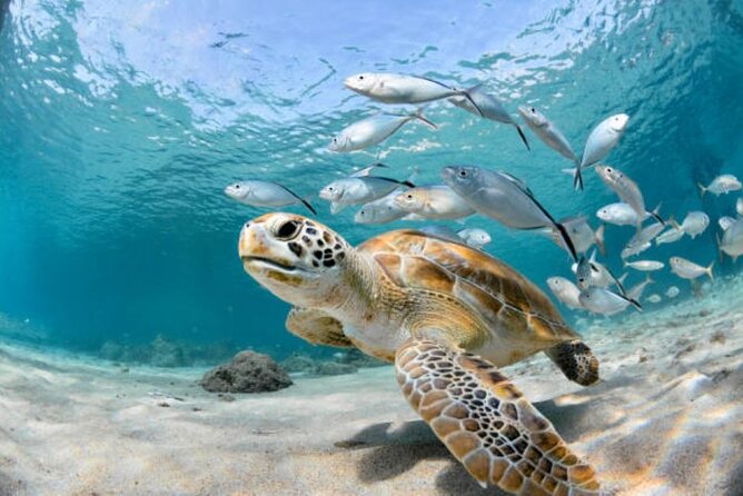 Sharm El Sheikh: Ras Mohamed, White Island, Snorkel and Diving - The yacht, crew, and onboard mood