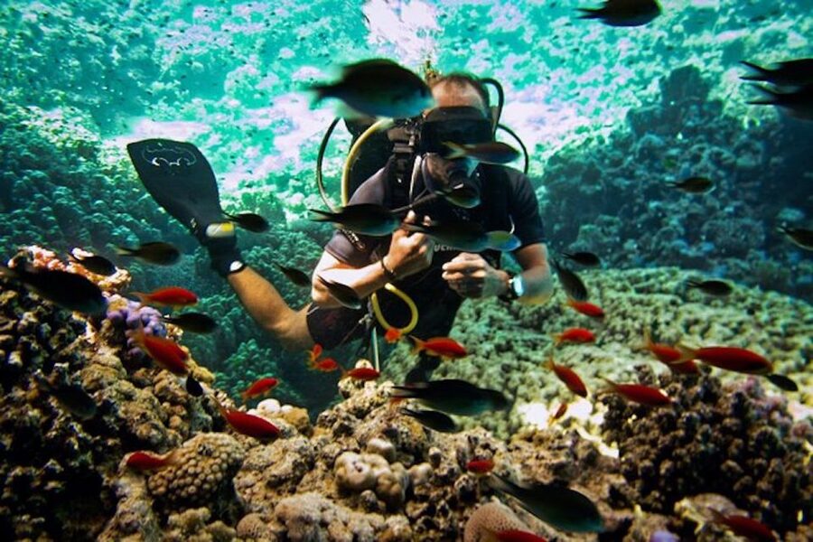Sharm El Sheikh: Ras Mohamed & White Island Snorkel or Dive - Key points before you book