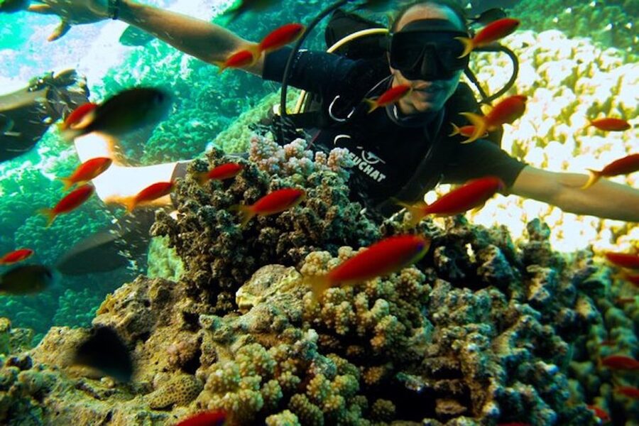 Sharm El Sheikh: Ras Mohamed & White Island Snorkel or Dive - Who will enjoy this most
