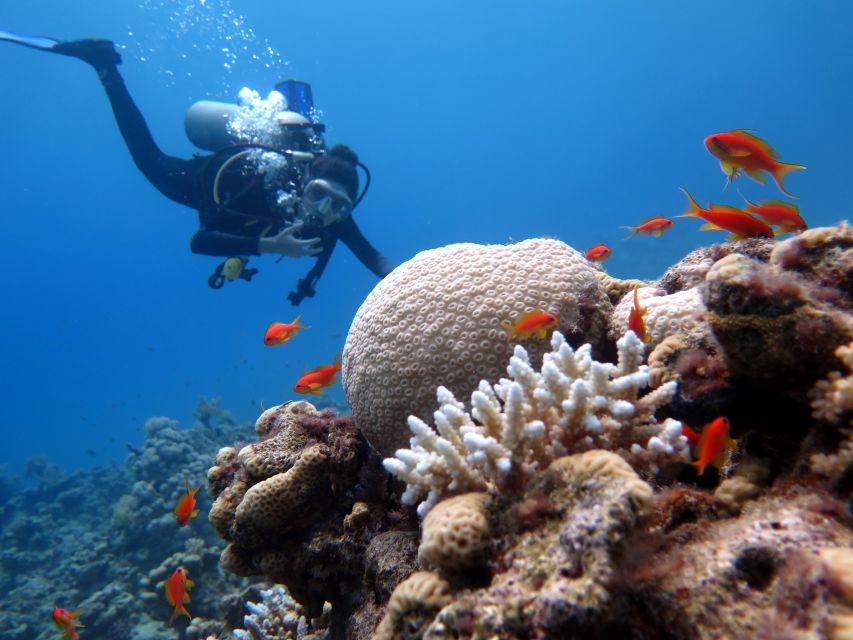 Sharm El Sheikh: Ras Mohamed & White Island Snorkel or Dive - White Island adds a quieter middle act