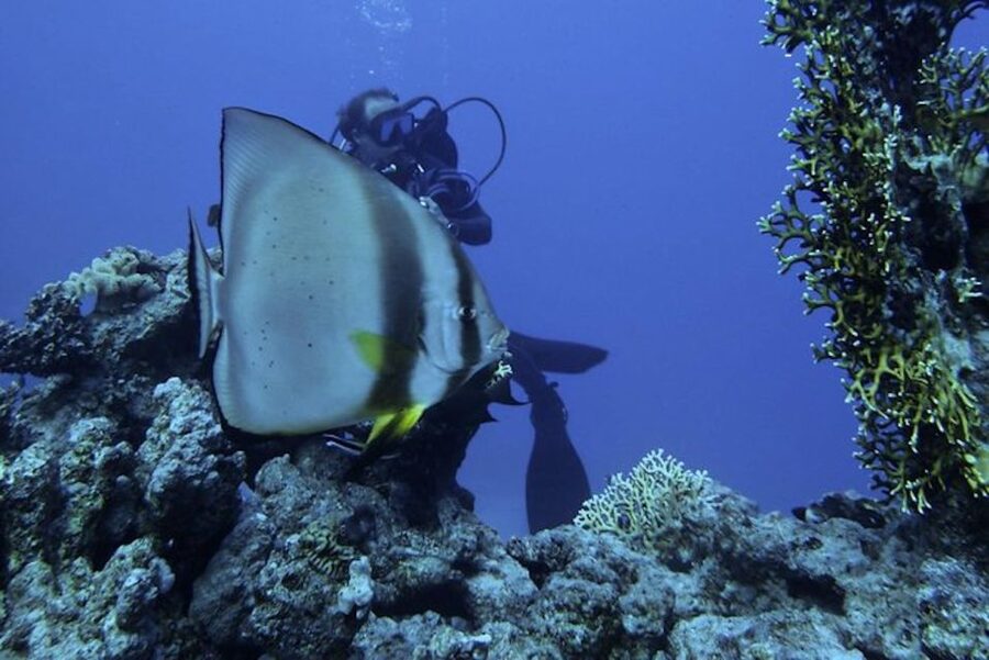 Sharm El Sheikh: Ras Mohamed & White Island Snorkel or Dive - Lunch, drinks, and the practical comfort factor