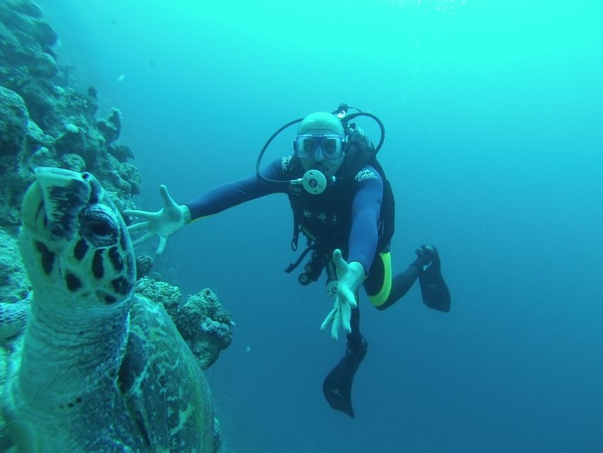 Sharm El Sheikh: Ras Mohamed & White Island Snorkel or Dive - From your Sharm hotel to the marina