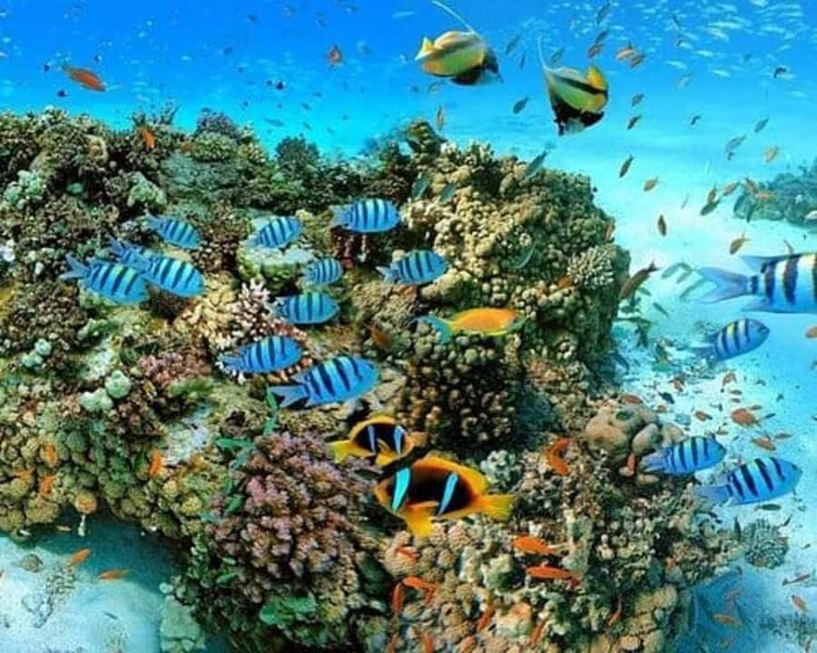 Sharm El Sheikh: Red Sea Scuba Diving Experience - Clear Water and Coral Reefs Near Sharm El Sheikh