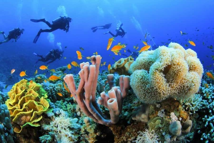 Sharm El Sheikh: Red Sea Scuba Diving Experience - What the 15-Minute Introductory Session Feels Like
