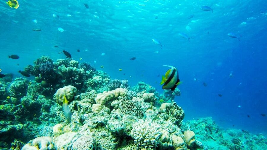 Sharm: Introductory Dive from the Shore & PADI Courses - Fanar Beach, where your first underwater session begins