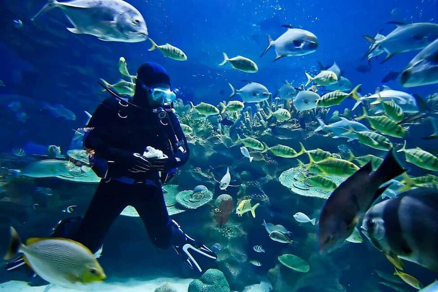 Sharm: Introductory Dive from the Shore & PADI Courses - Who should choose the single session?