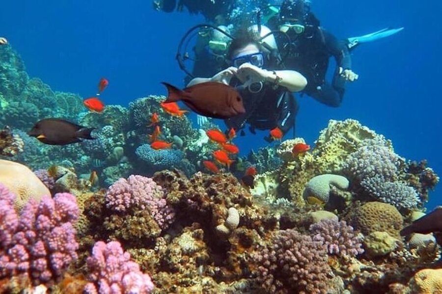 Sharm: Introductory Dive from the Shore & PADI Courses - Should you book this Sharm shore experience?