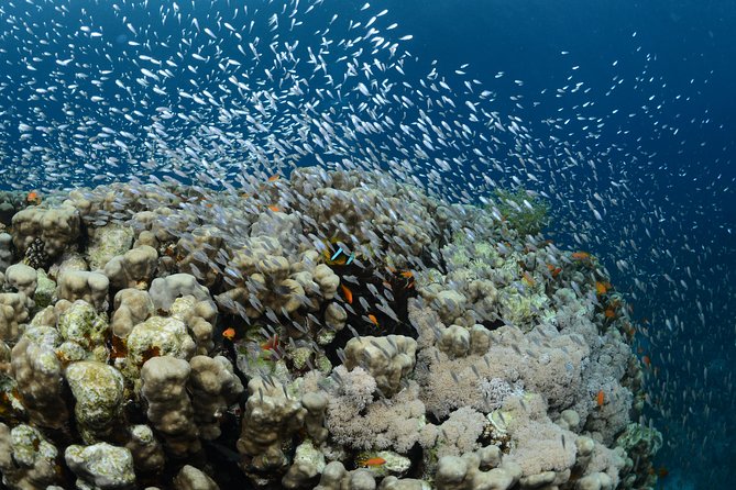 Shore Certified Diving - Two Dives - Two underwater sites, not just one standard route