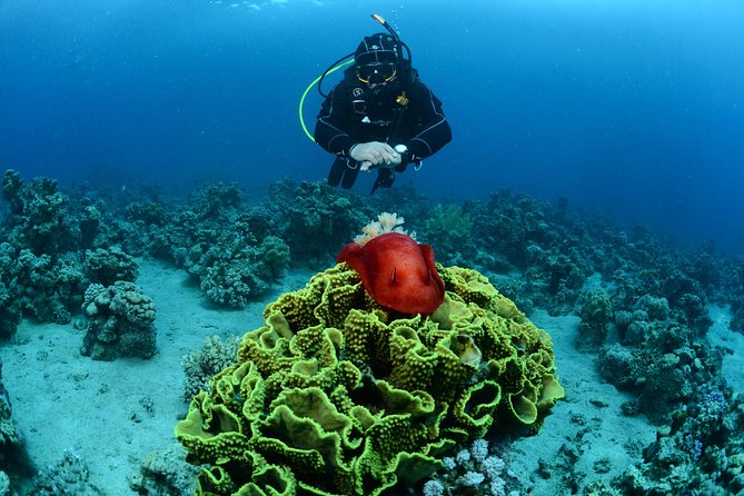 Shore Certified Diving - Two Dives - Fitness, certification, and safety details