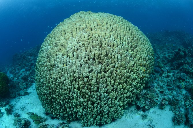 Shore Discover SCUBA Diving/Introductory Diving - One Dive - Key points at a glance
