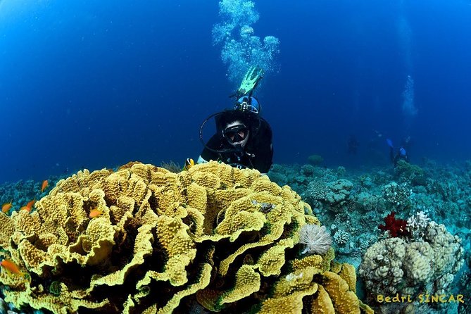 Shore Discover SCUBA Diving/Introductory Diving - One Dive - Equipment, water, and what to bring
