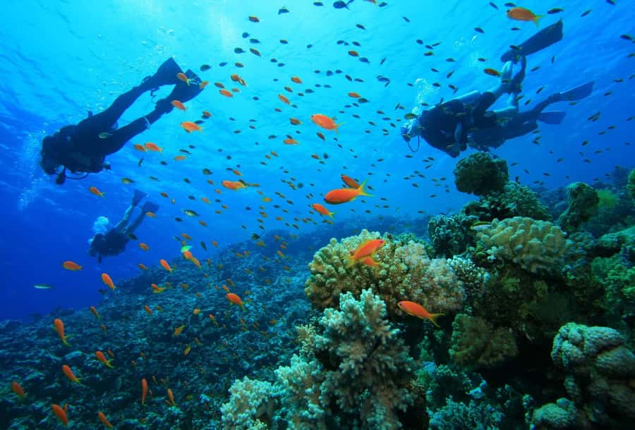 shore dive in red sea with pick up & snacks - Starting from your hotel in Aqaba