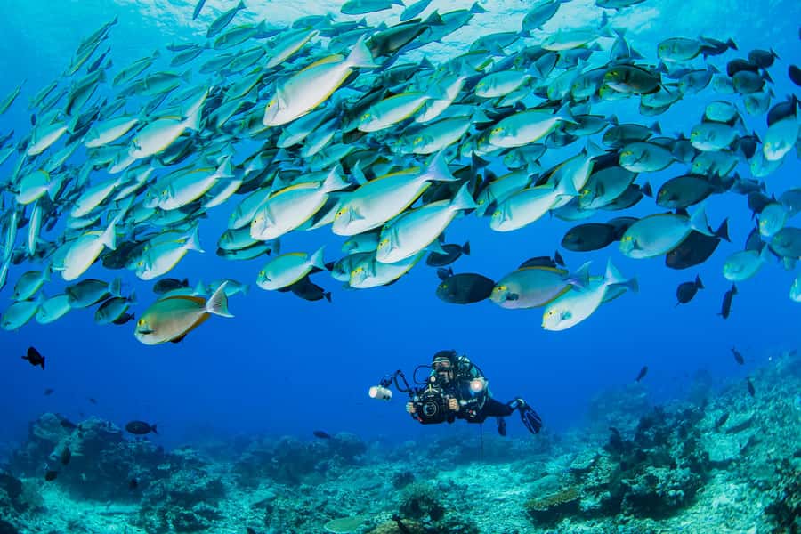 shore dive in red sea with pick up & snacks - Learning before you enter the Red Sea