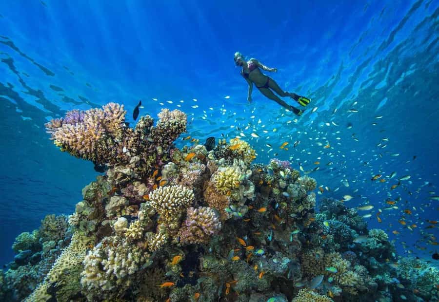 shore dive in red sea with pick up & snacks - Entering from the beach instead of a boat