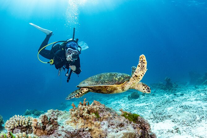 Shore Dive with Sea Turtles @ Koloa Landing for Certified Divers - Why Koloa Landing is Kauai’s turtle site
