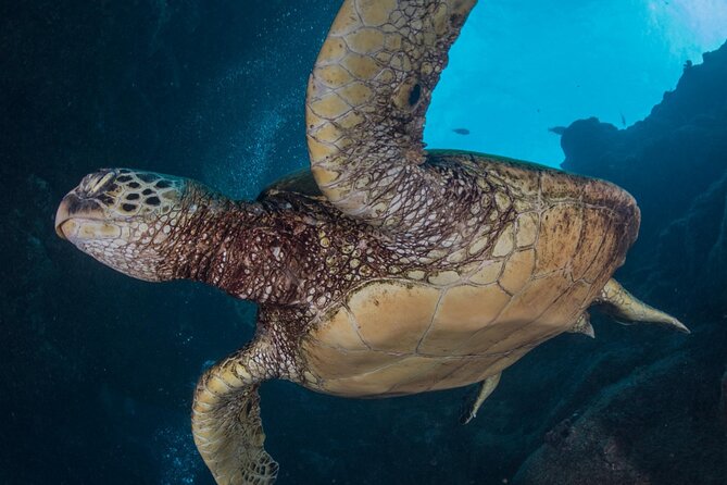Shore Dive with Sea Turtles @ Koloa Landing for Certified Divers - What your equipment package includes