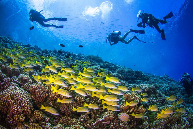 Shore Dive with Sea Turtles @ Koloa Landing for Certified Divers - Weather, cancellation, and group conditions