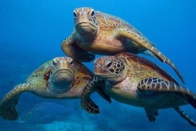 "Side: Scuba Diving in the Fascinating Underwater Museum" - Key points to know before booking