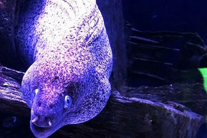 "Side: Scuba Diving in the Fascinating Underwater Museum" - Side’s underwater museum is the reason to go